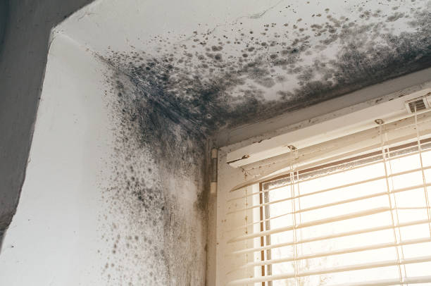 Affordable Mold Removal solutions in Jefferson, NC
